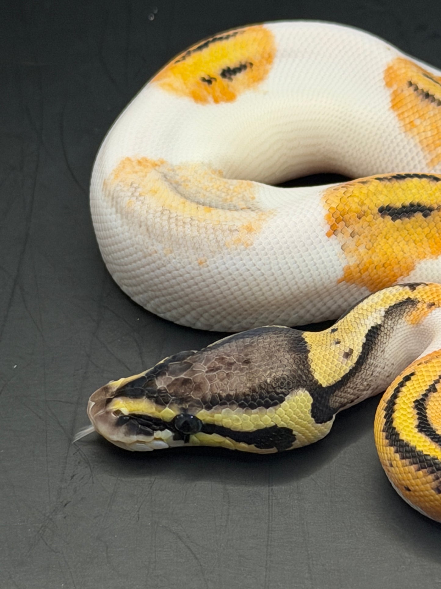 Pied od fire paradox hembra