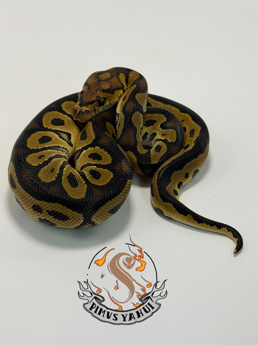 Clown het sunset macho