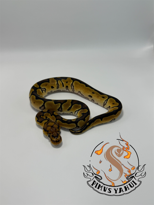 Clown het ultramel hembra