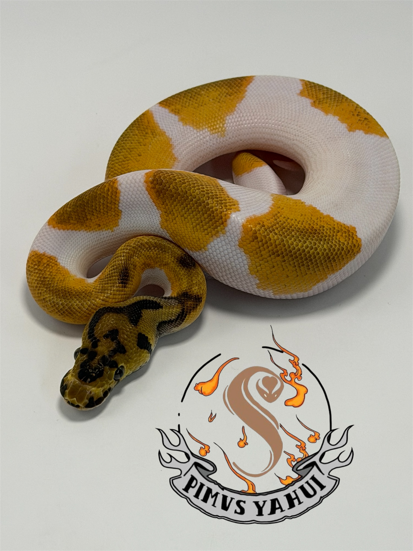 Od yb clown pied macho