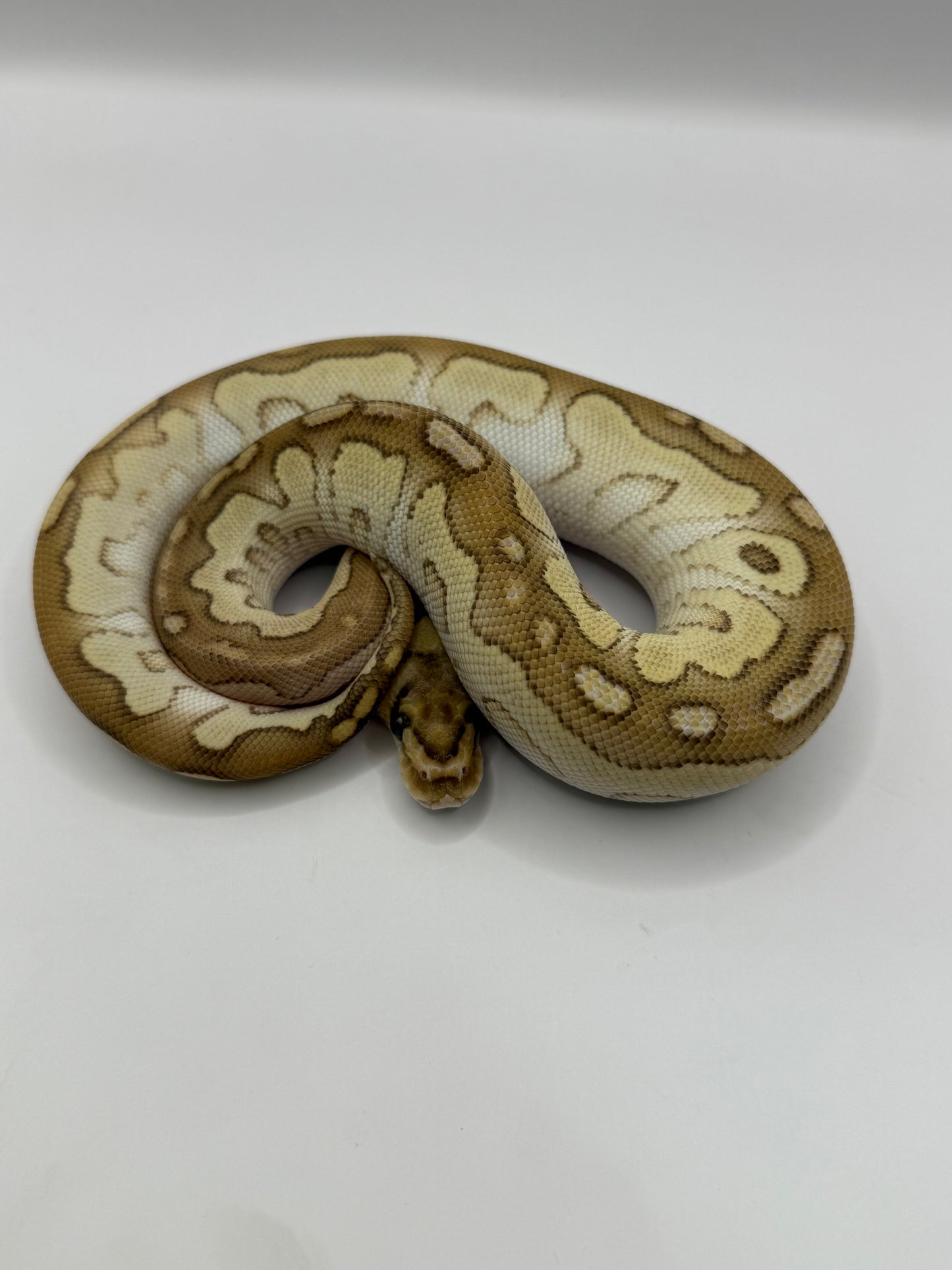 Lesser clown hembra