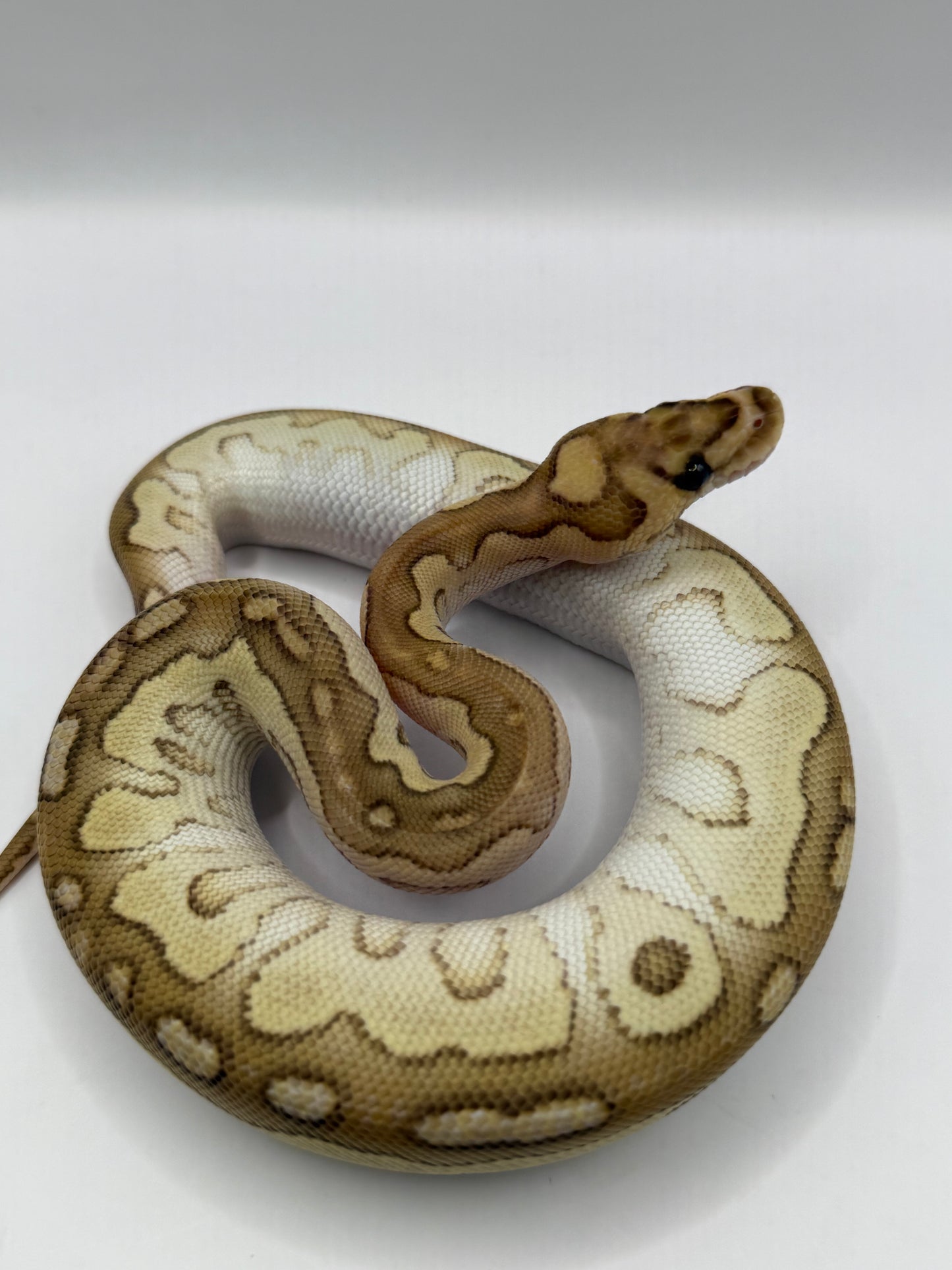 Lesser clown hembra