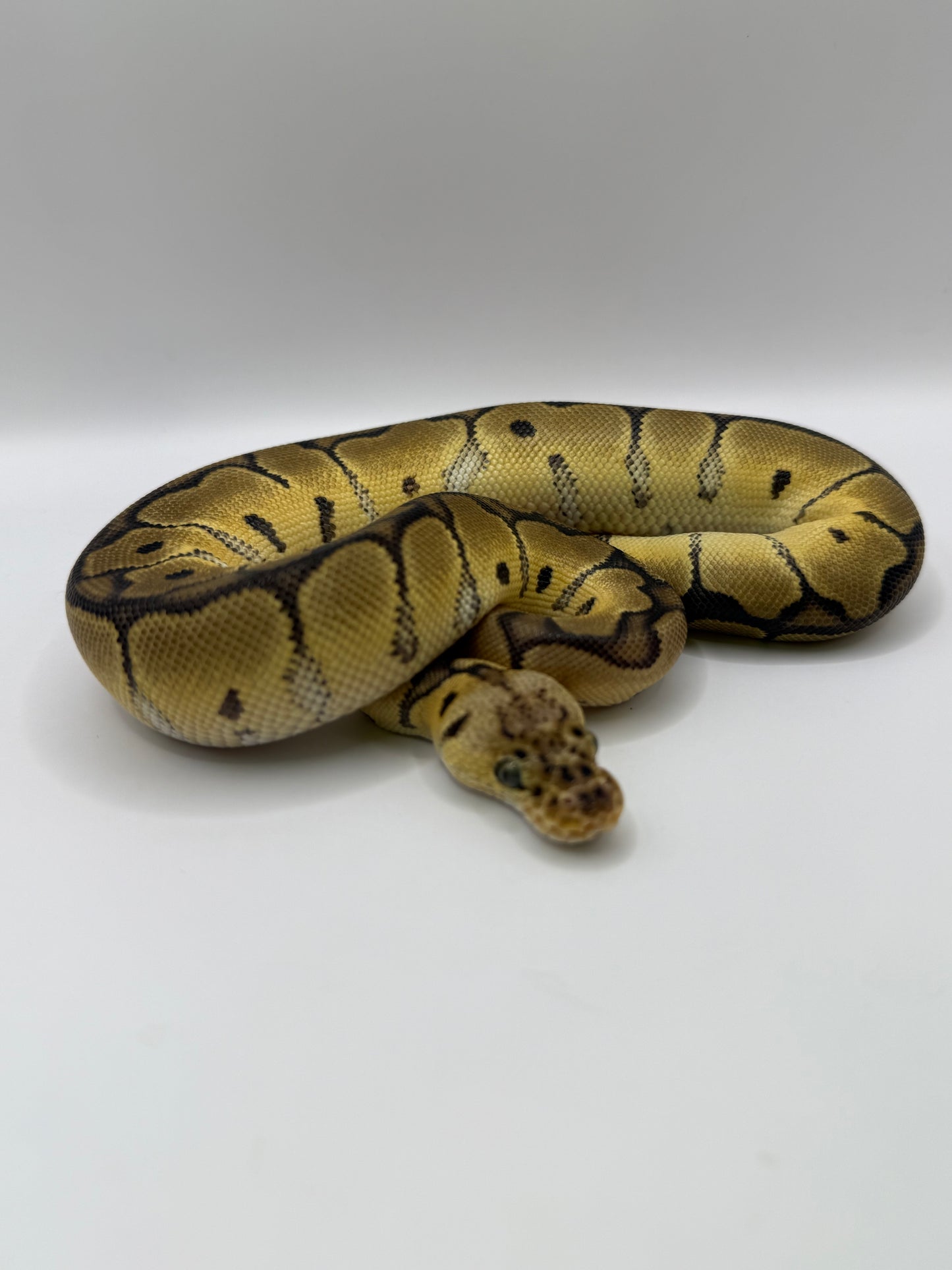 Pastel clown hembra