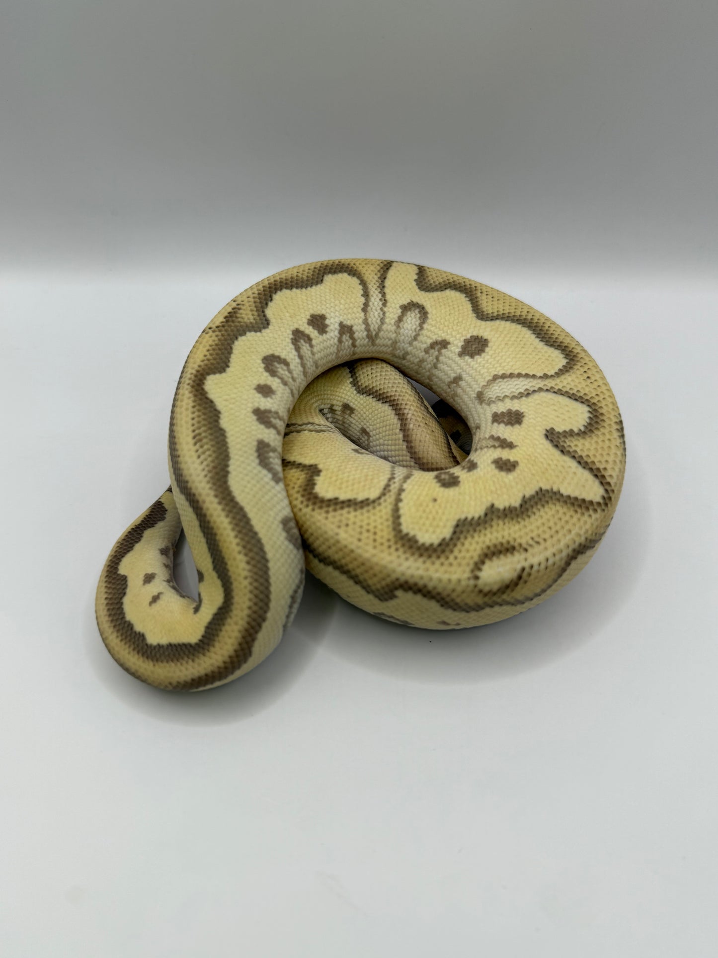 Mojave fire pastel clown macho