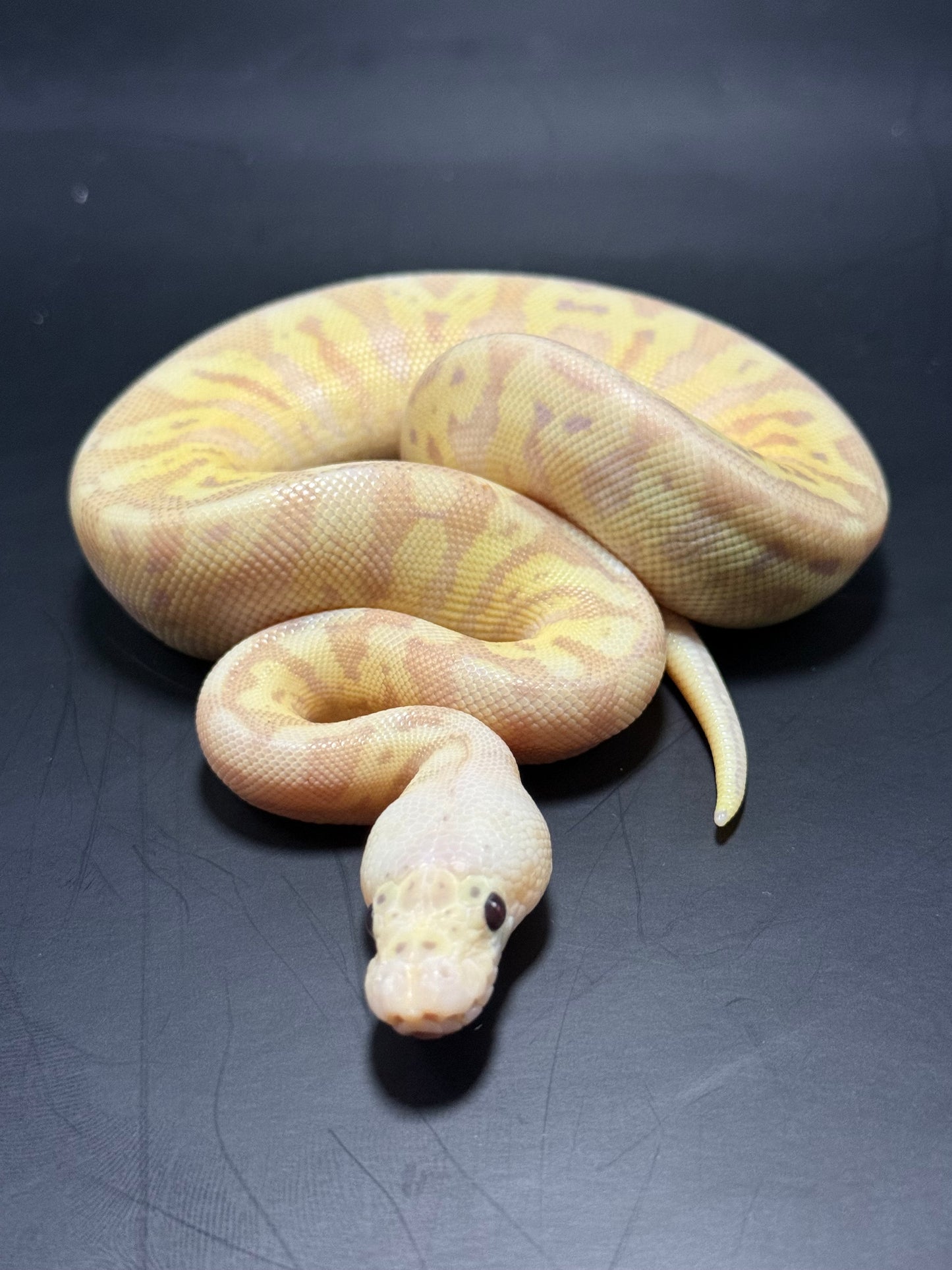 Hembra banana clown Hgw yb clown