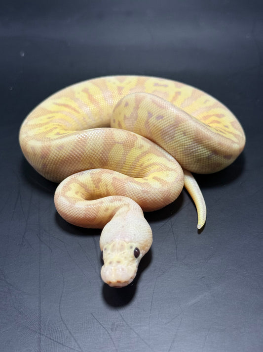 Hembra banana clown Hgw yb clown