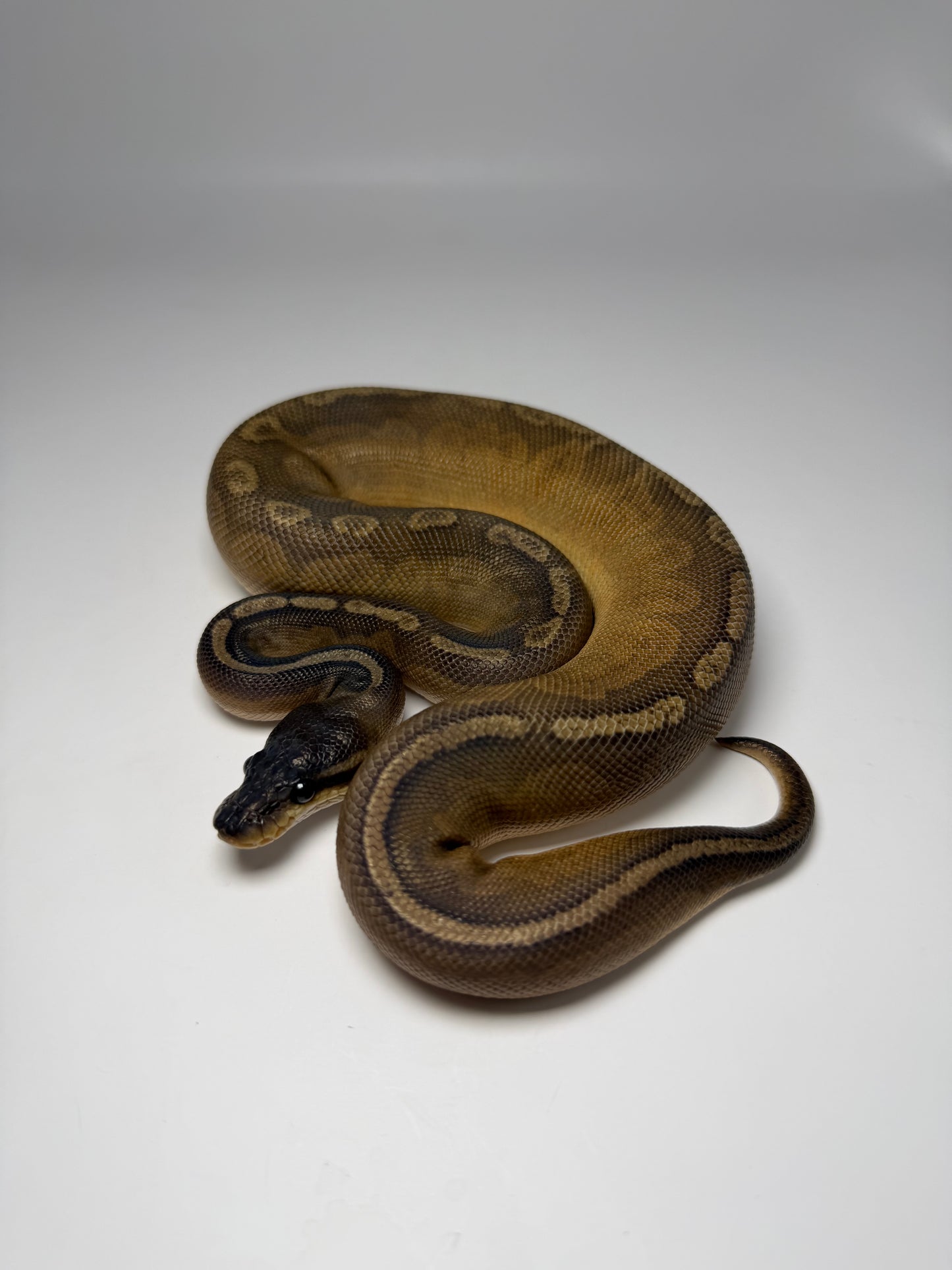 Rs Cinnamon sunset macho