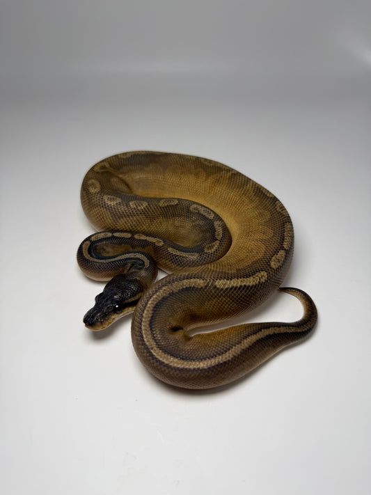 Rs Cinnamon sunset macho