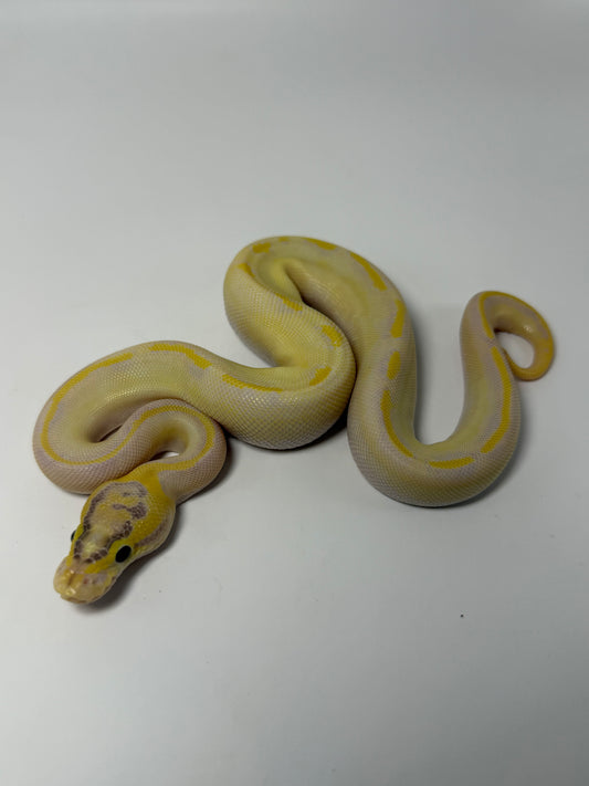 Ivory enchi od poss fire het clown macho