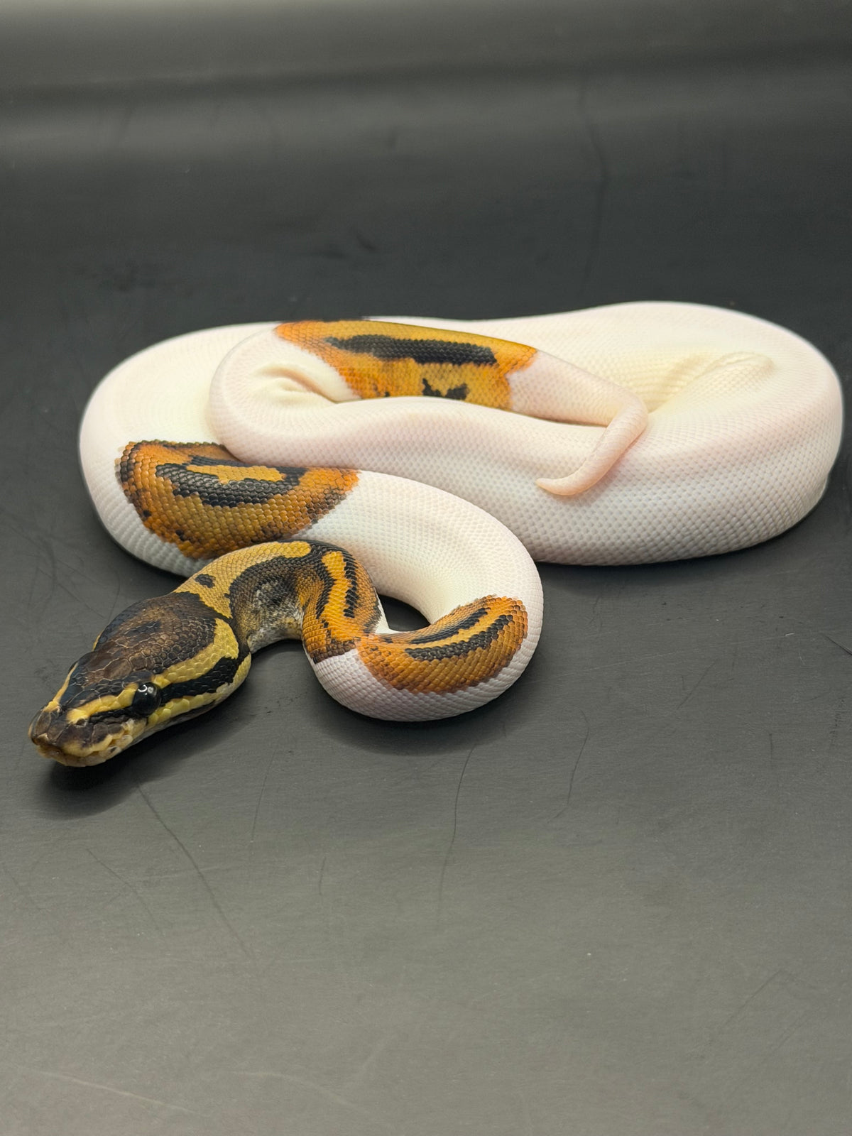 Pied od hembra