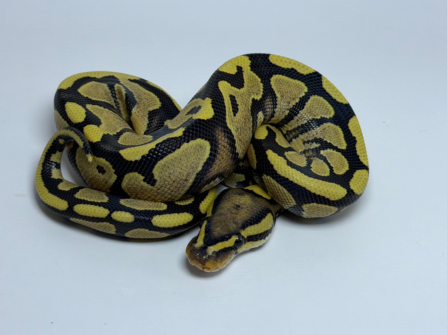 Yb dg 2het clown/hypo macho