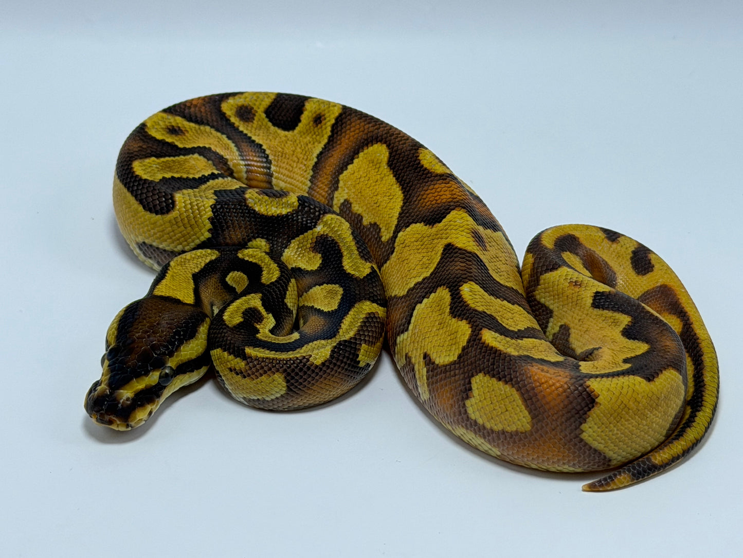 Od fire yb 2het clown pied hembra
