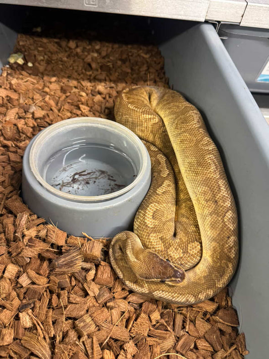 Sunset 66% het clown macho