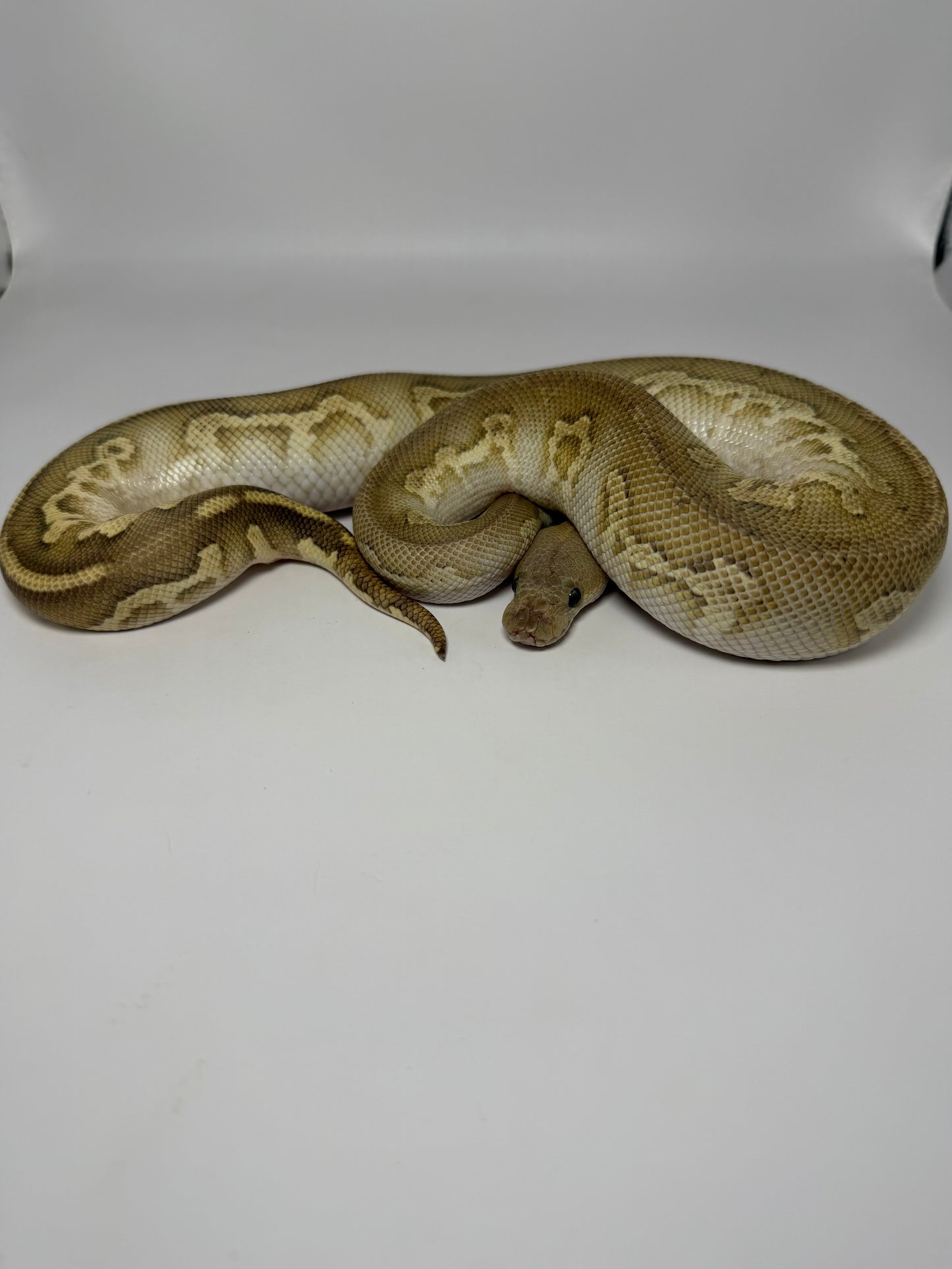 Black head Mojave fire clown macho