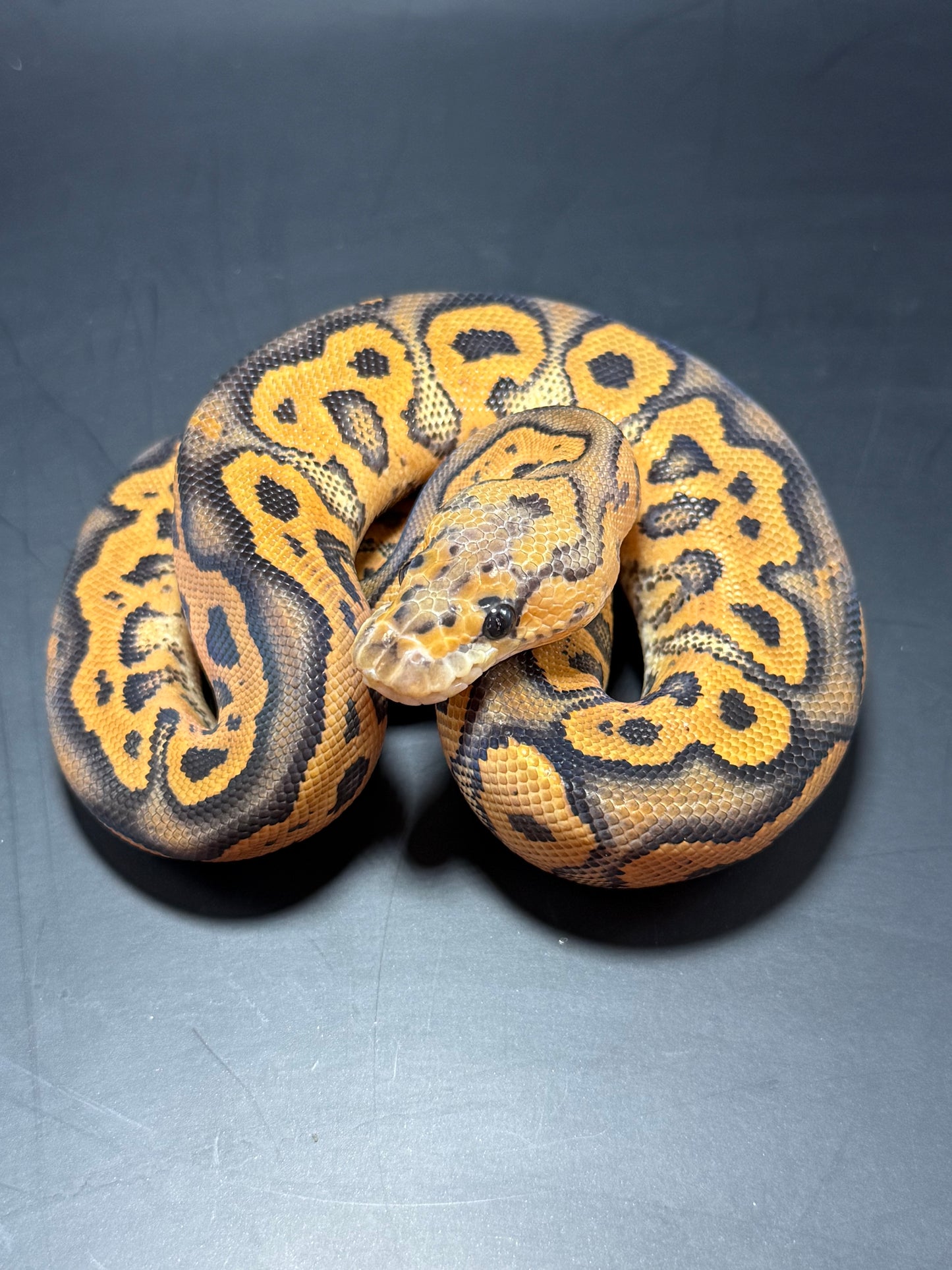 Black pastel yb clown (poss het hypo) macho