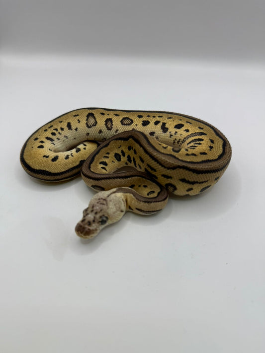 Leopard pastel clown hembra