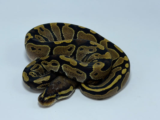 Normal het hypo macho