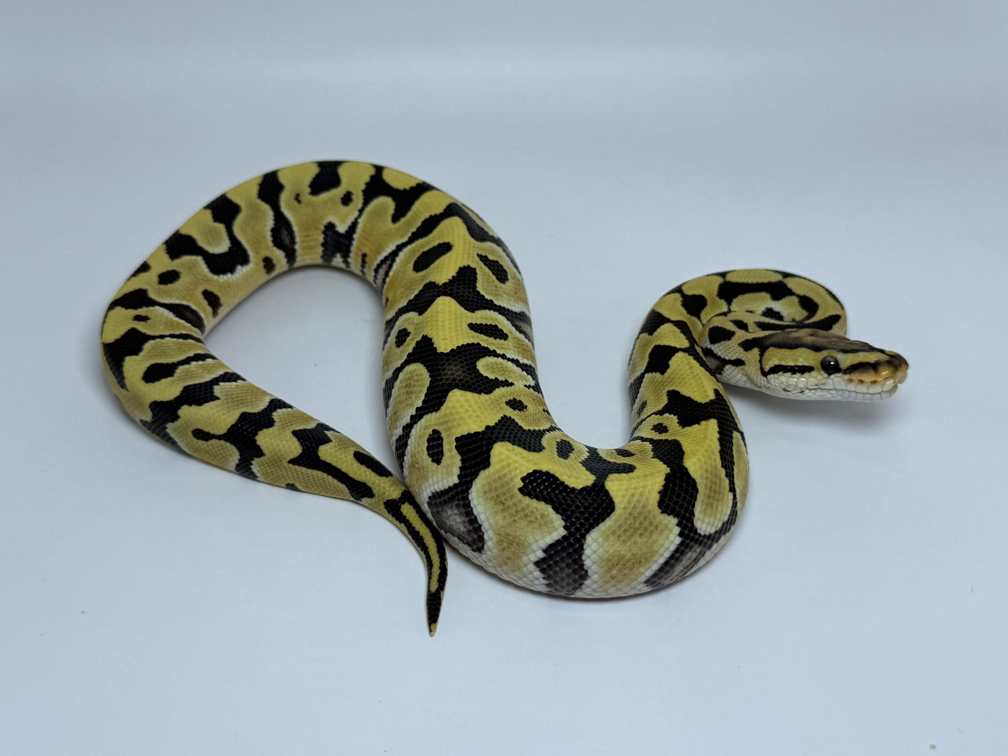 Dg crypton macho