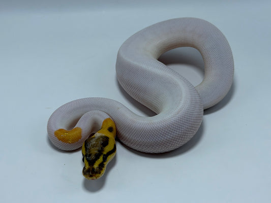 Od fire pied het clown macho