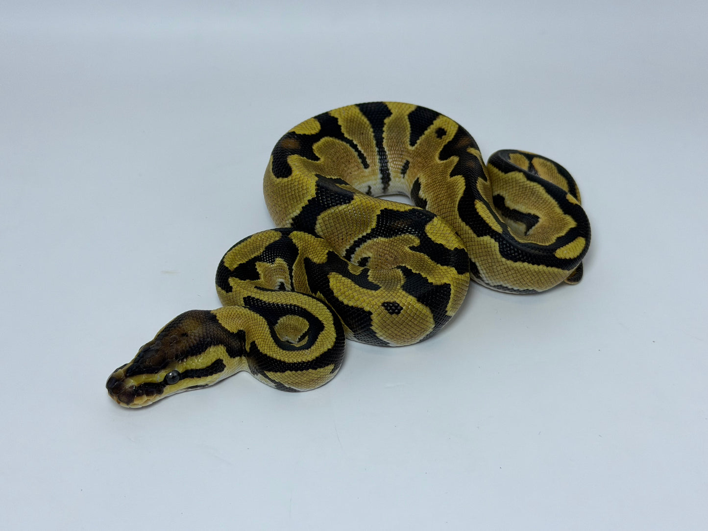 Fire yb 2het pied/clown hembra