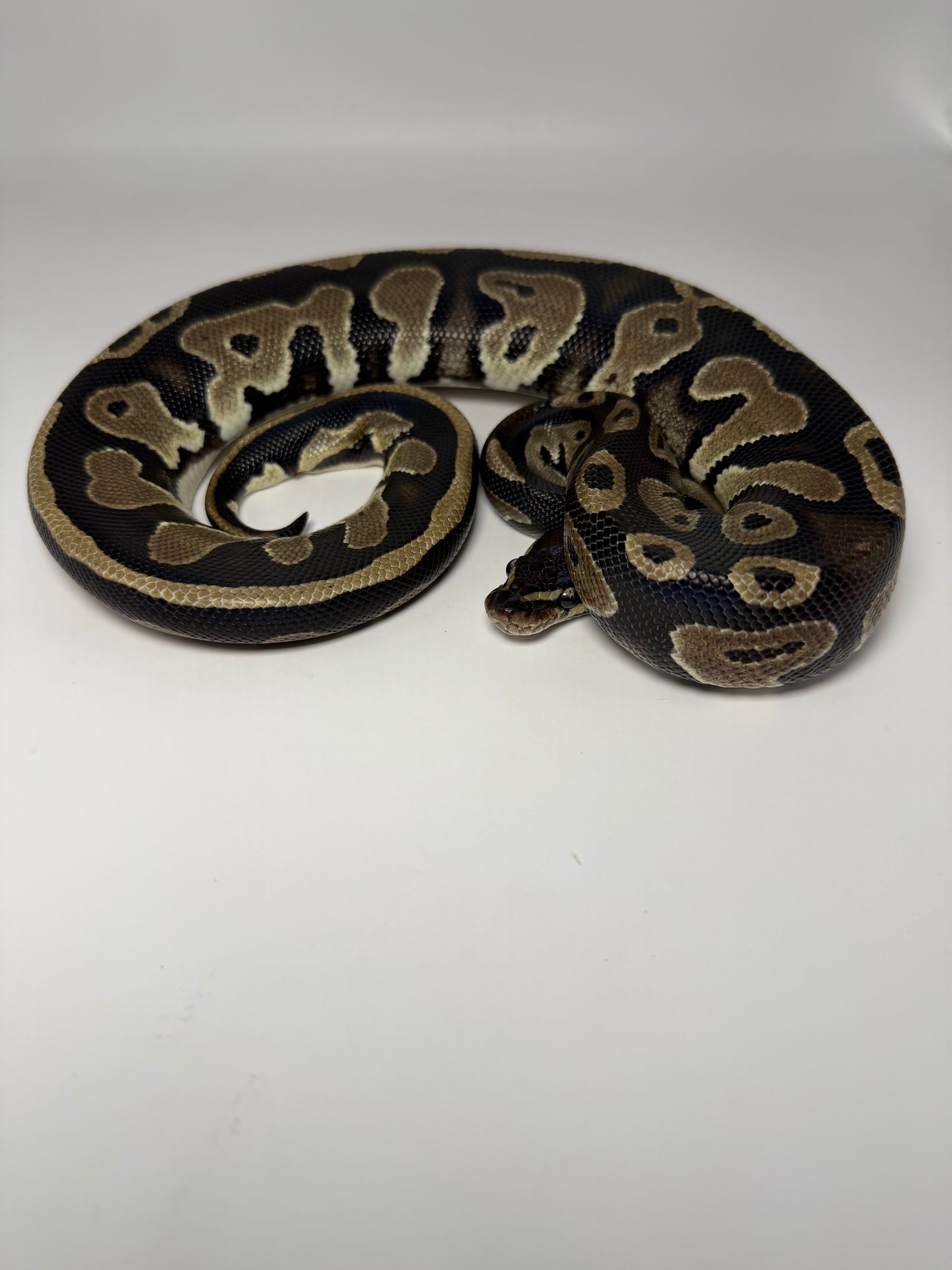 Black head het pied hembra