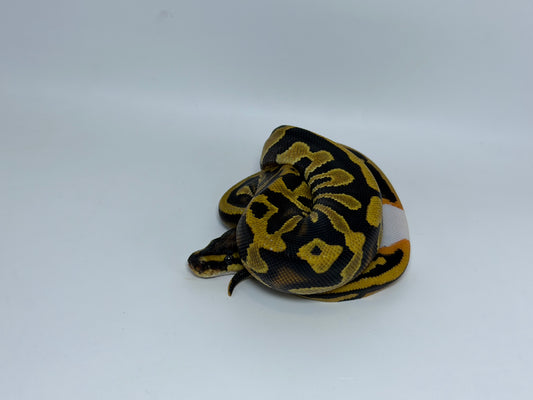Leopard 2het pied clown hembra
