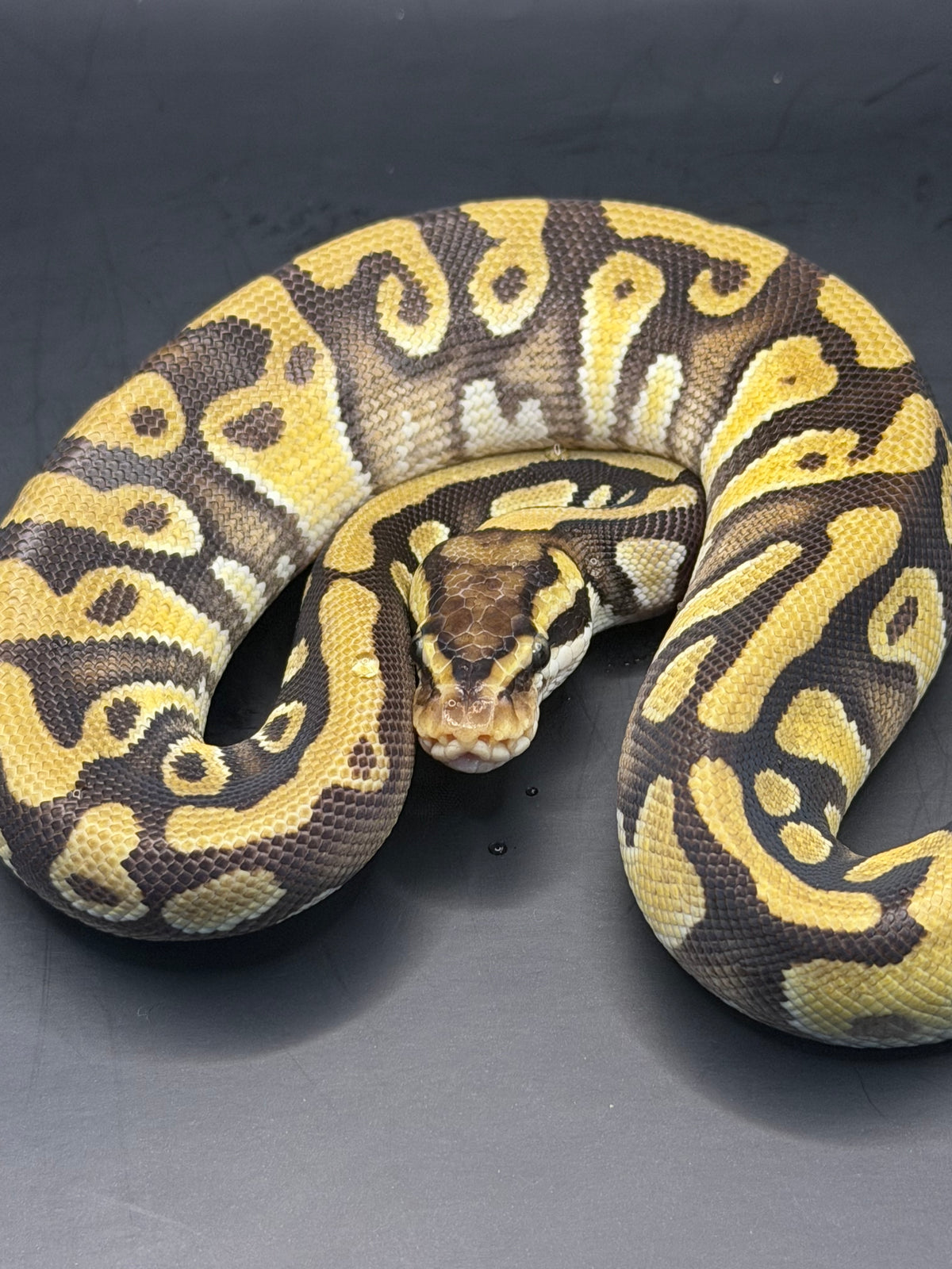 Pastave enchi yb 2het dg/clown macho