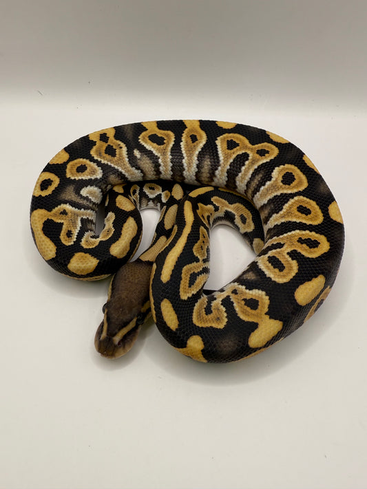 Black pastel dg het gs