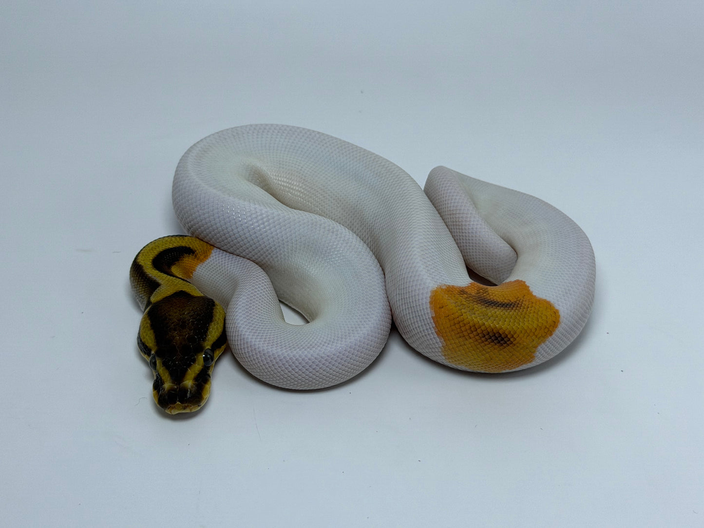 Od fire yb pied het clown hembra