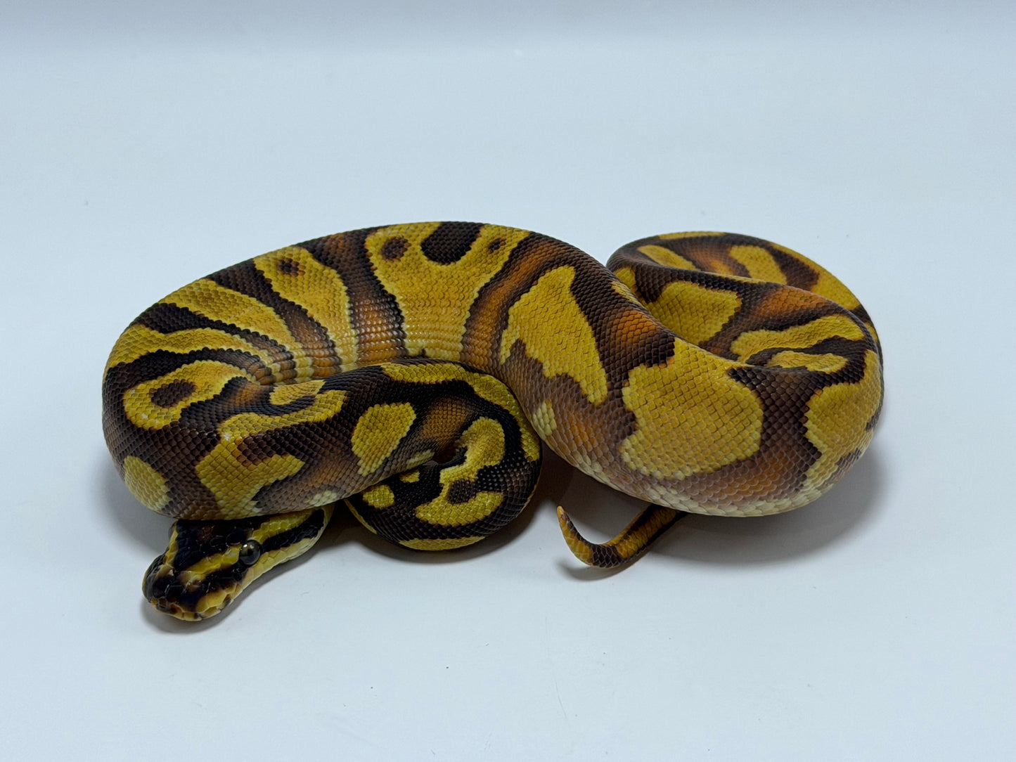 Od fire yb 2het clown pied hembra