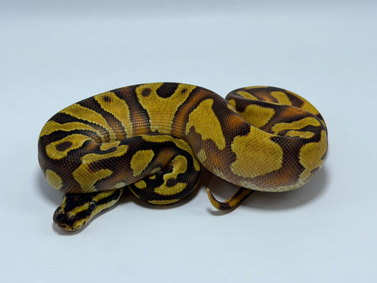 Od fire yb 2het clown pied hembra
