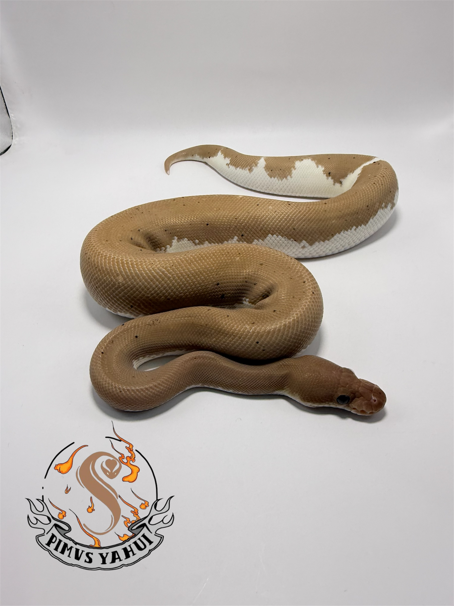 Banana cypress eightball (black pastel Cinnamon) macho