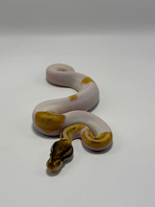 Mojave od pied macho