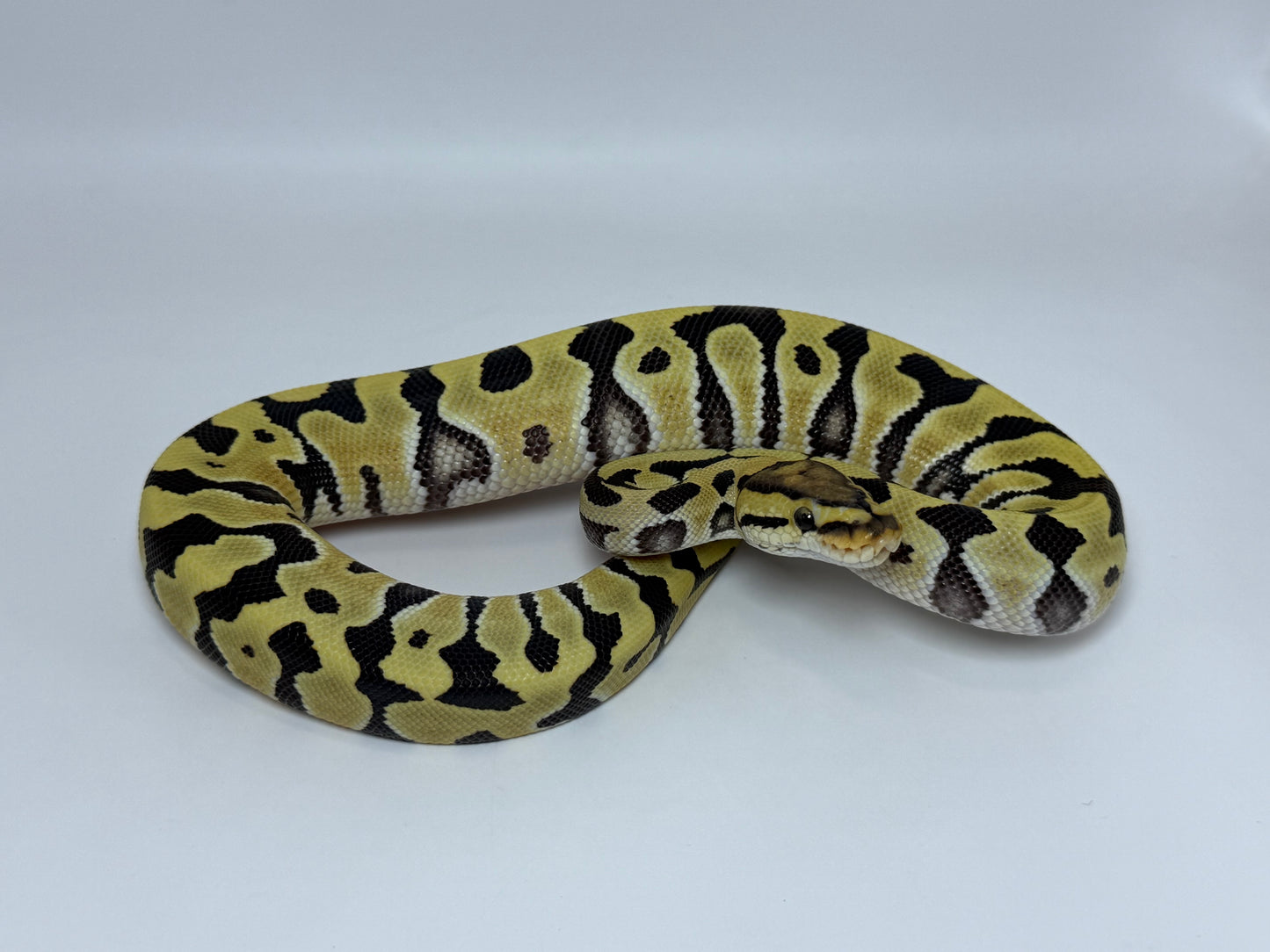 Dg crypton macho