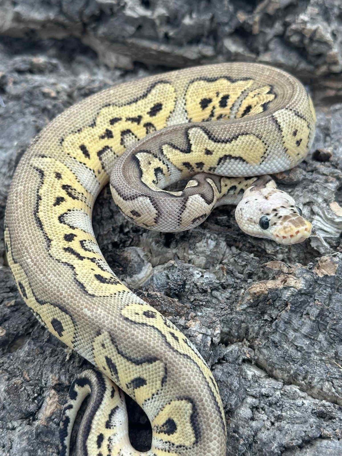 Wookie pastel yb clown macho