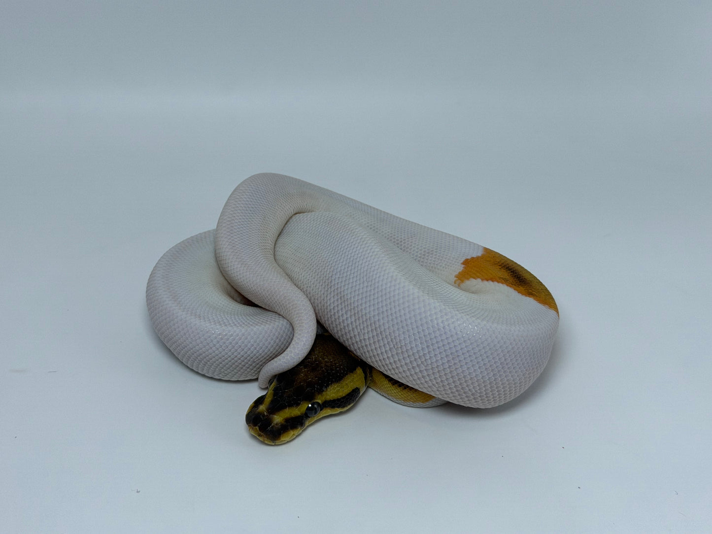 Od fire yb pied het clown hembra