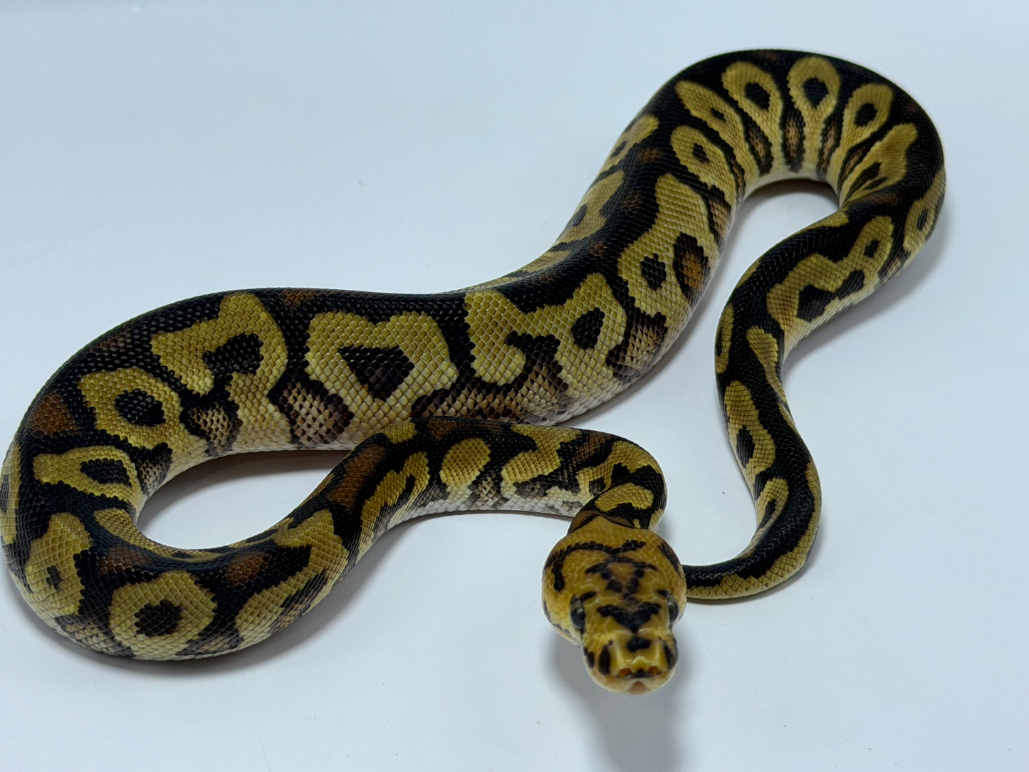 Spotnose clown het sunset macho