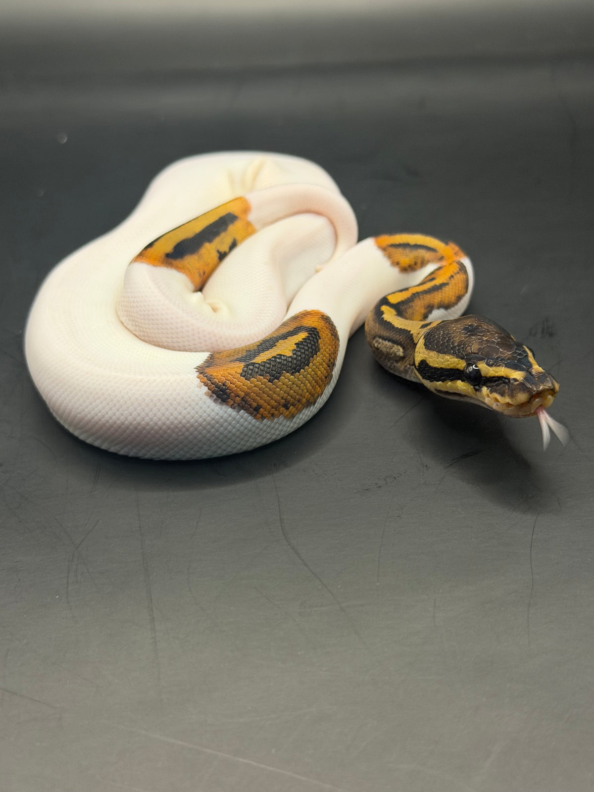 Pied od hembra