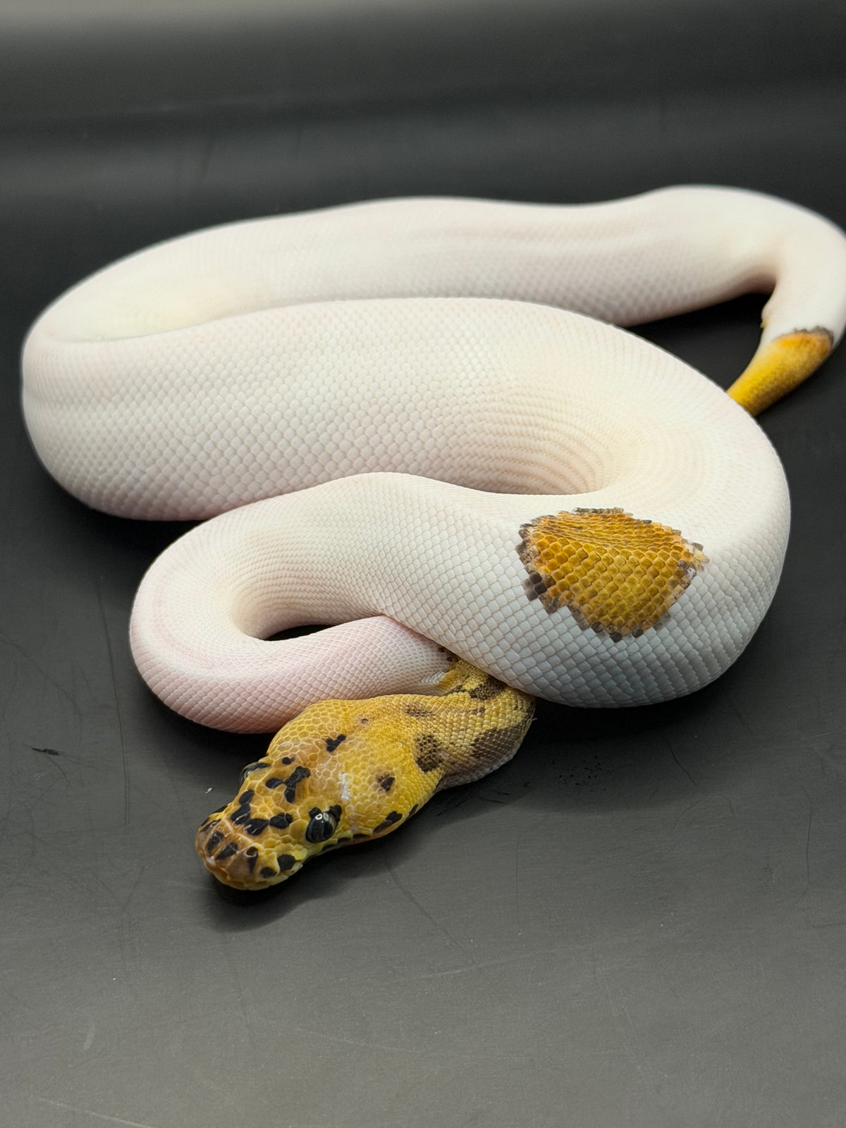 Clown pied leopard macho