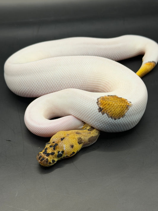 Clown pied leopard macho