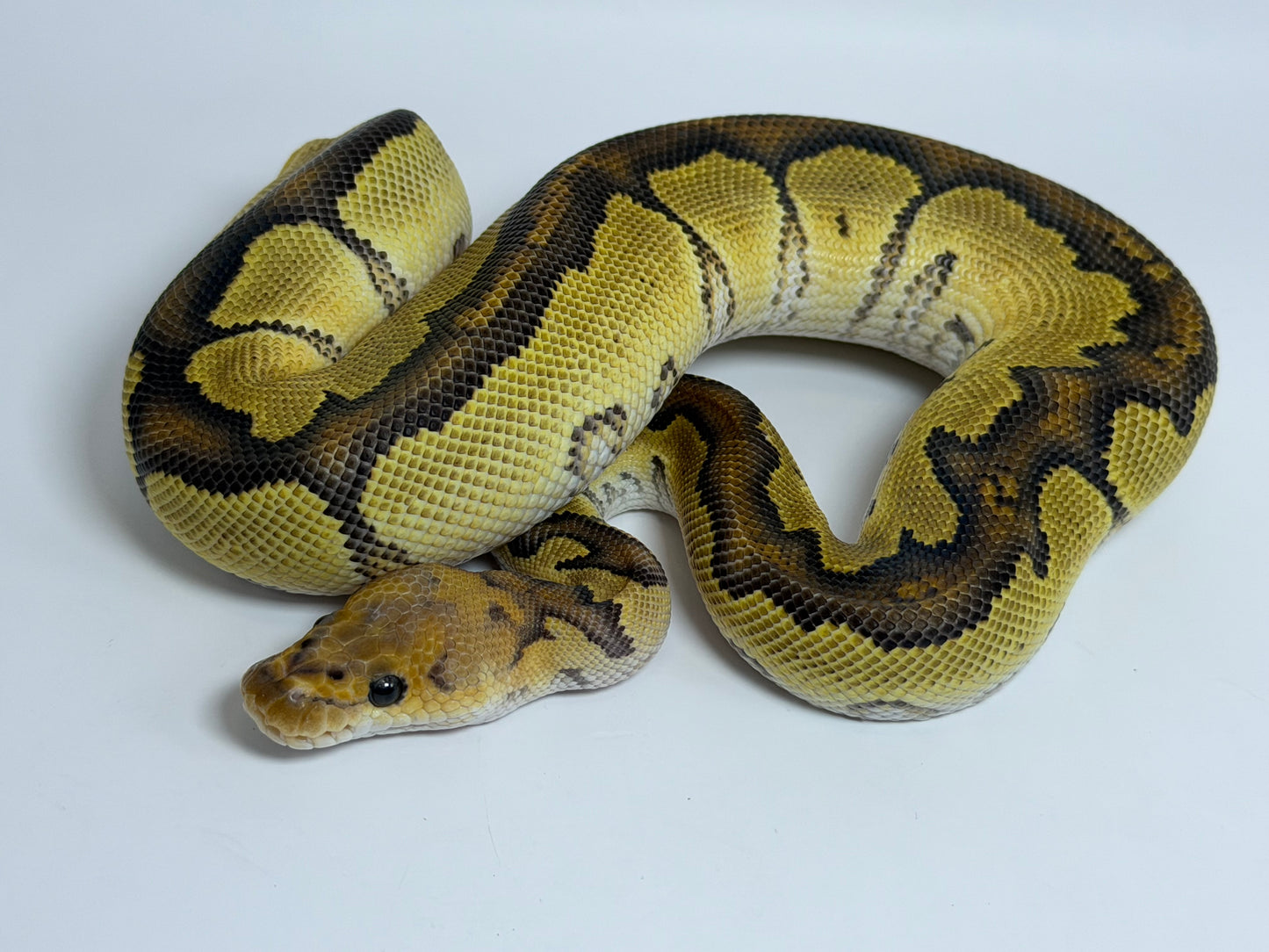 Redhead clown het dg macho