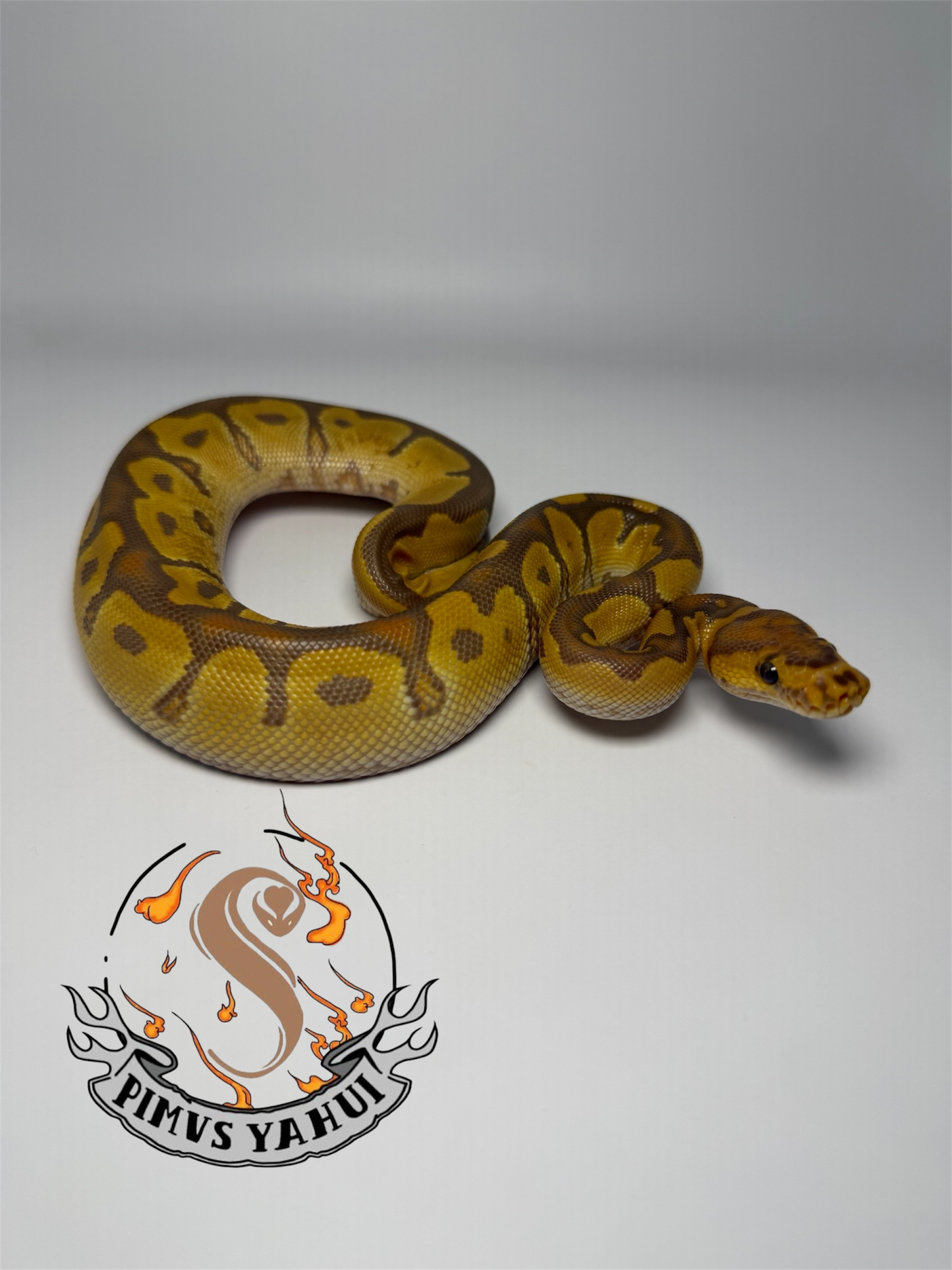 Ultramel clown macho