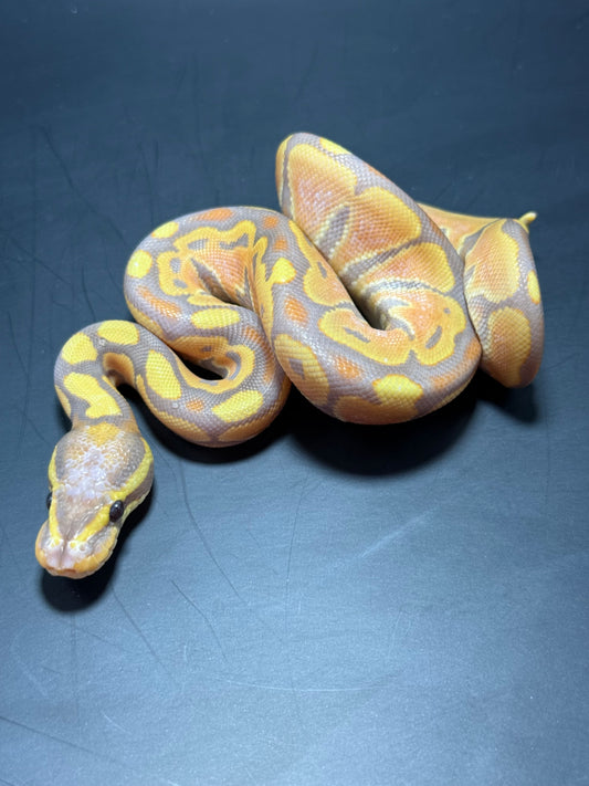 Macho banana yb het puzzle 🧩