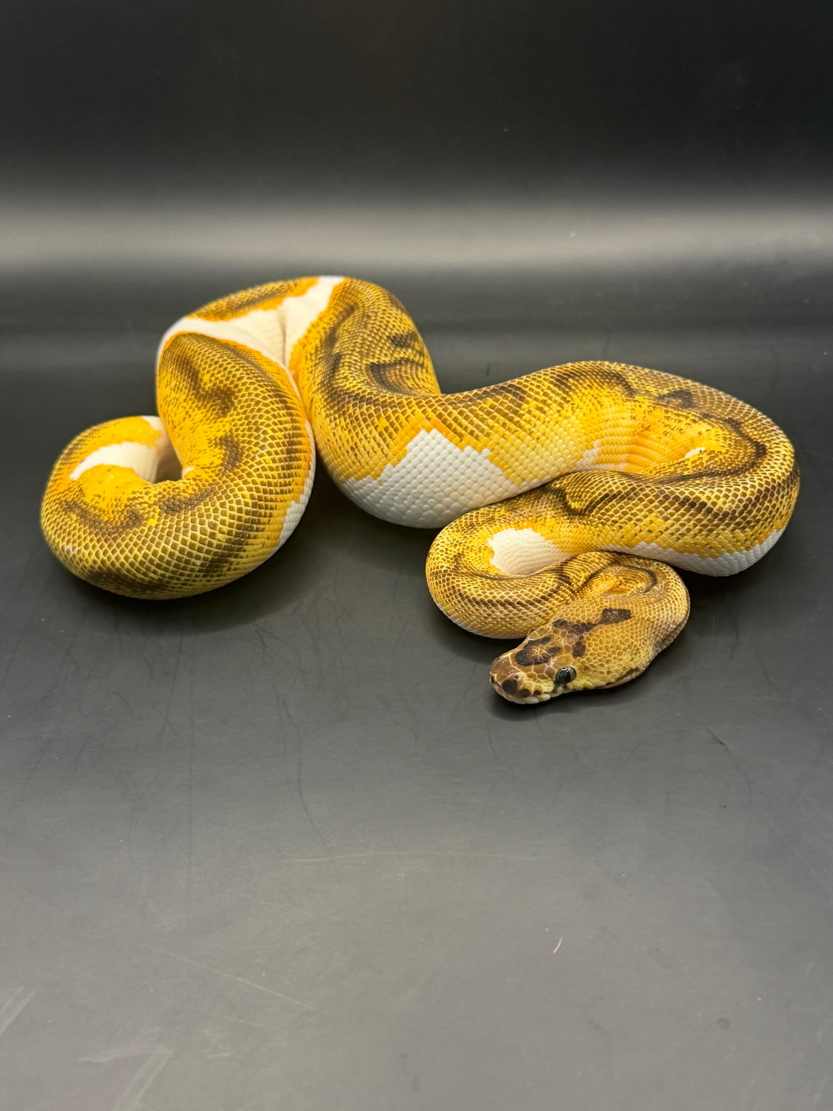 Clown pied enchi yb macho juveni