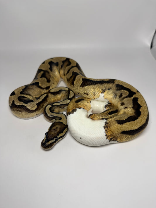 Ghi vainilla pied macho (aep)