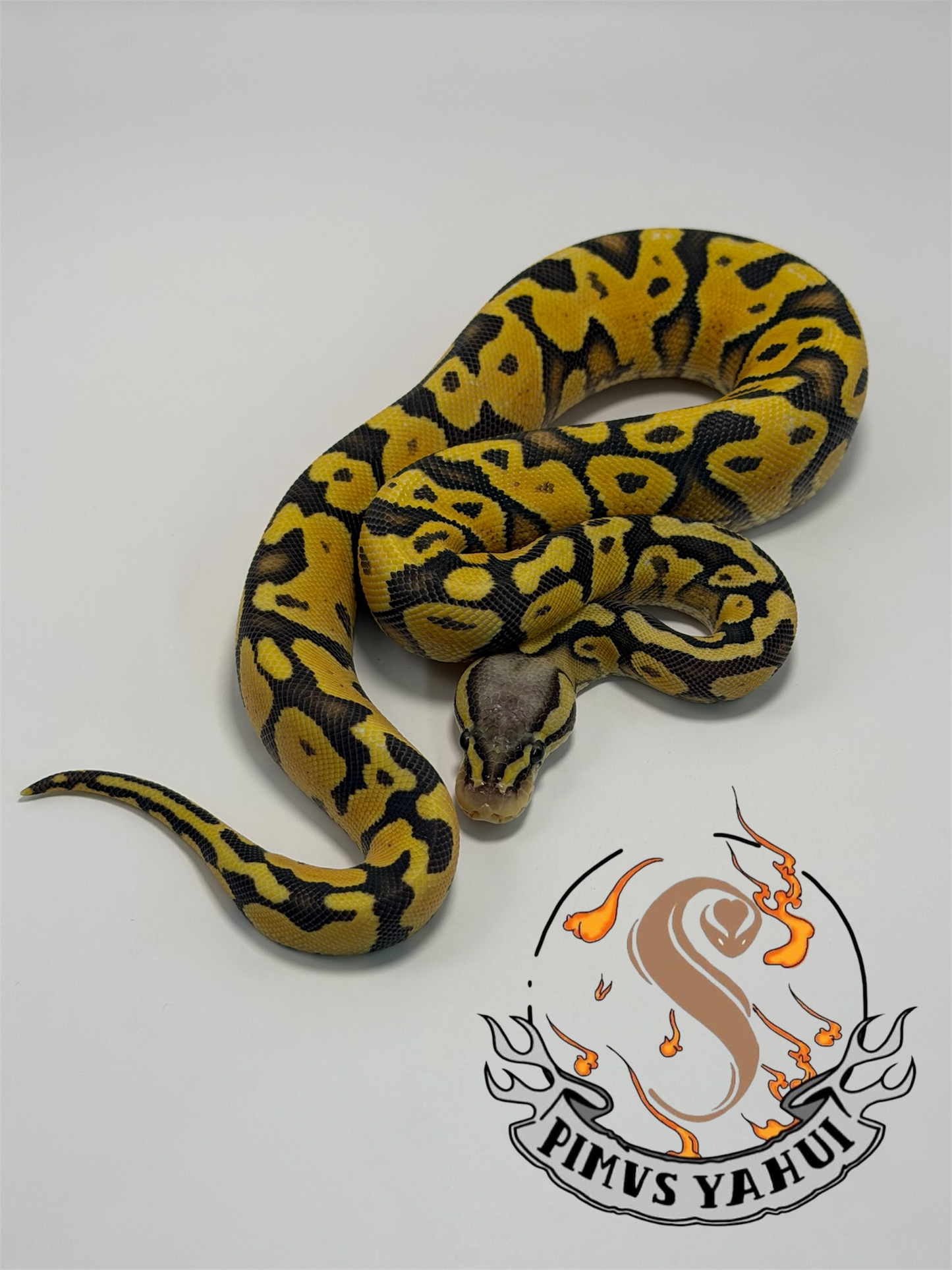 Hypo pastel yb hembra