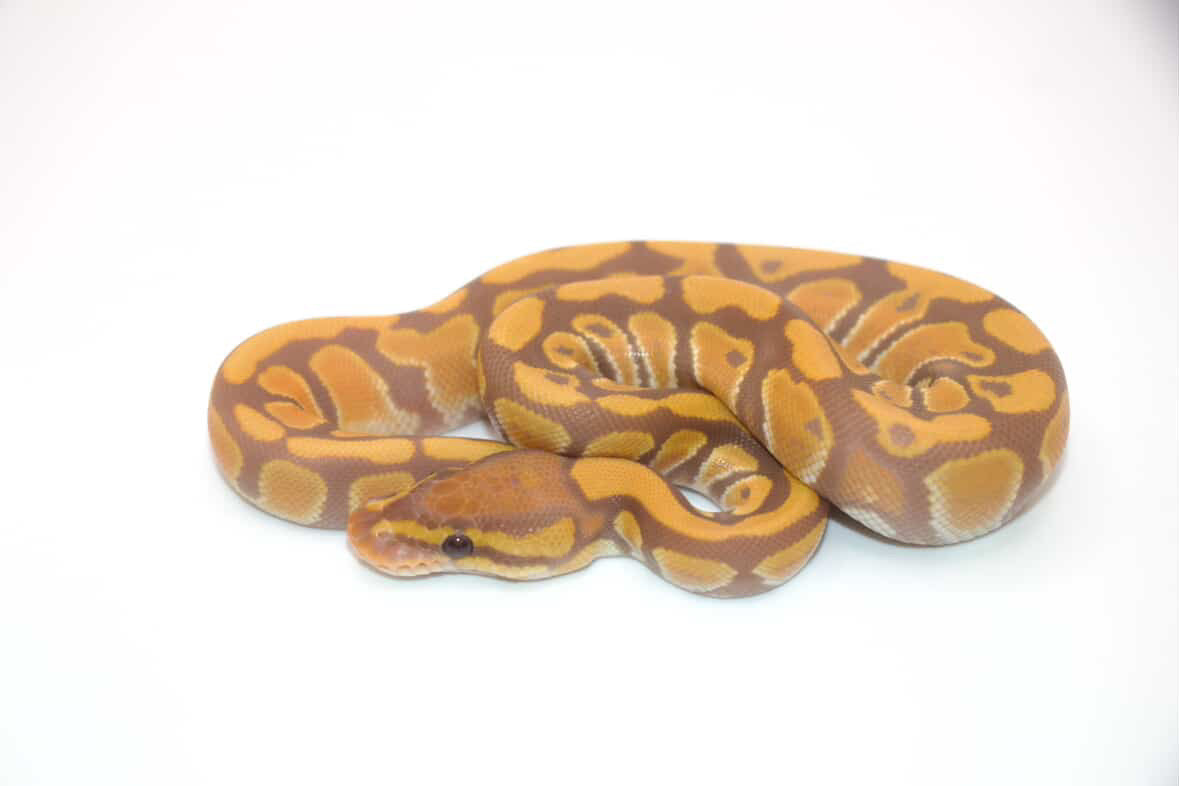 Ultramel het clown hembra