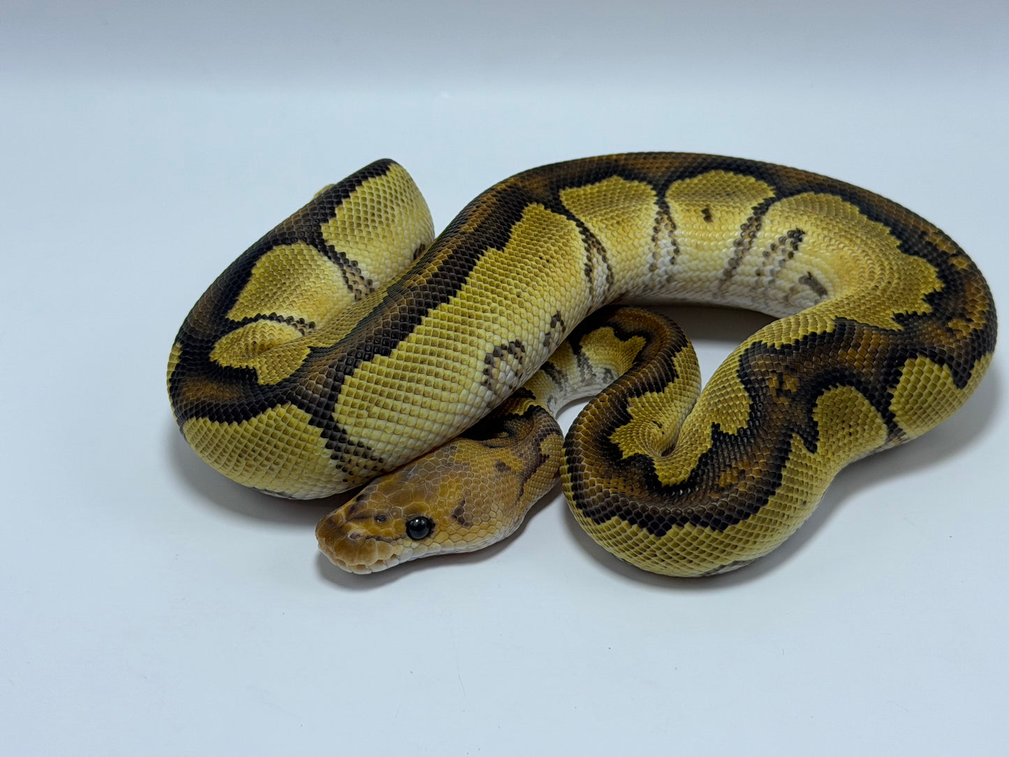 Redhead clown het dg macho