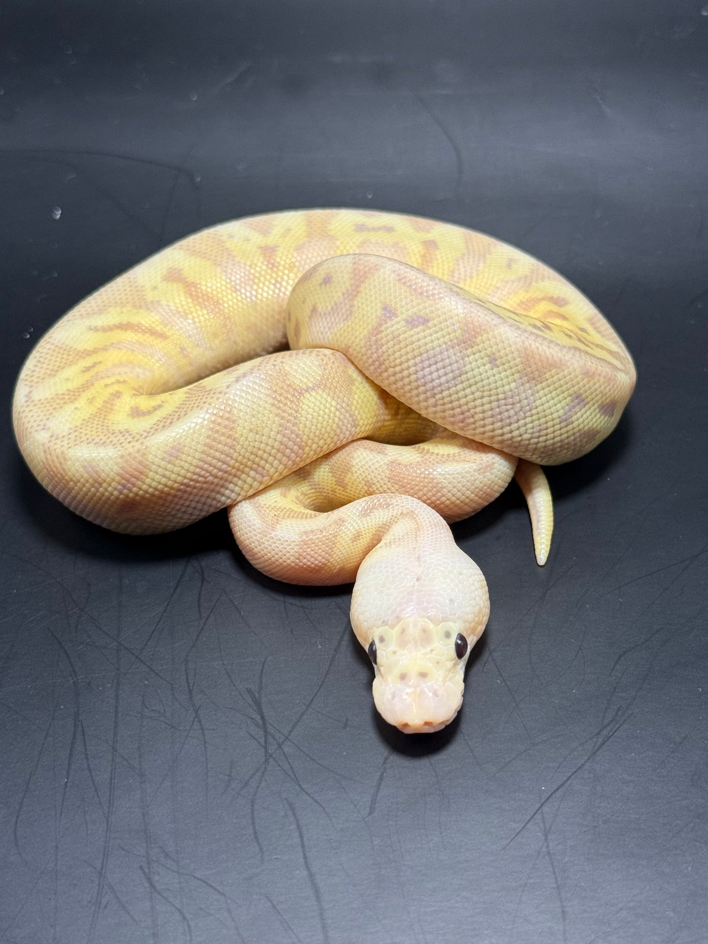 Hembra banana clown Hgw yb clown