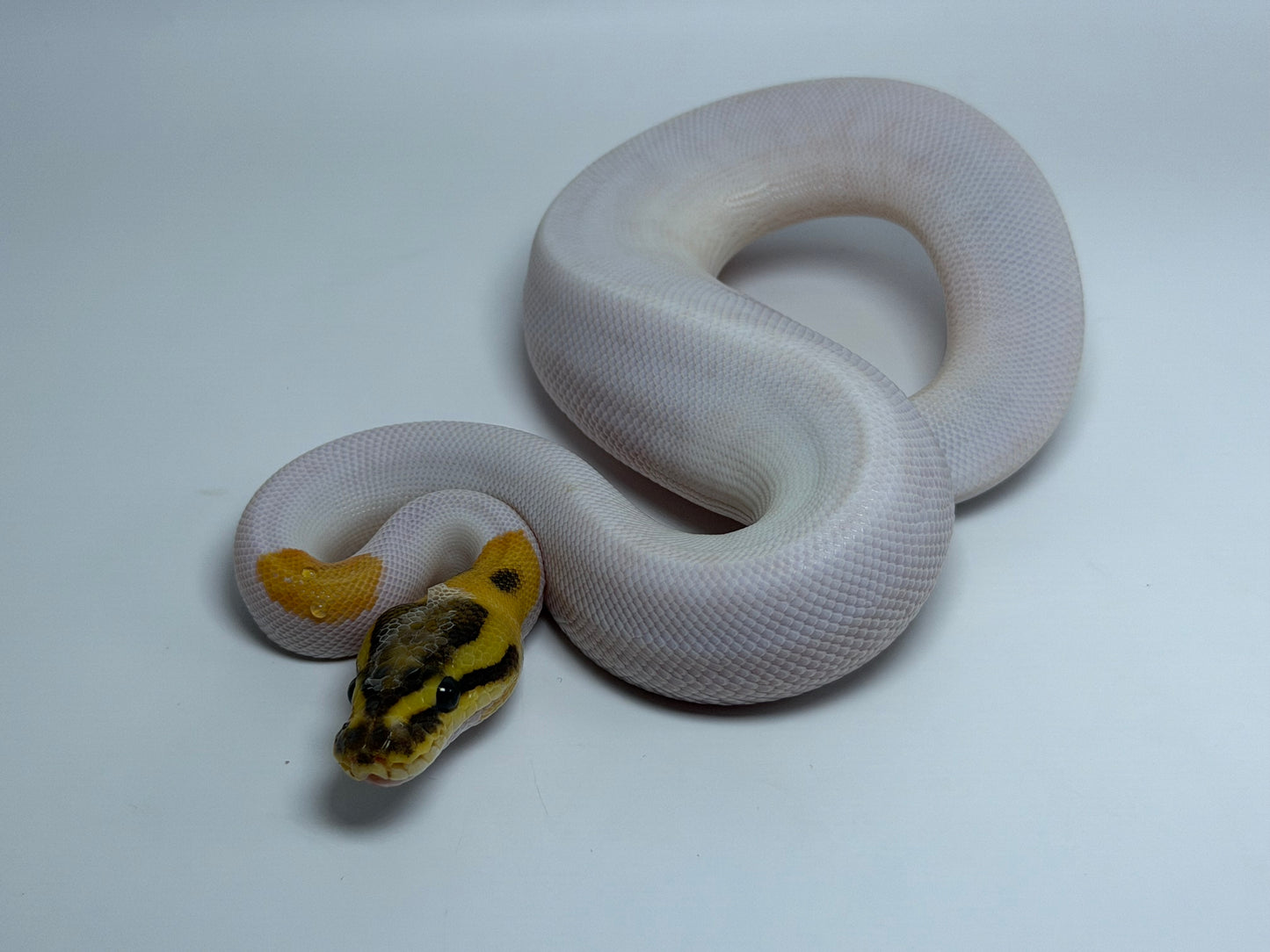 Od fire pied het clown macho